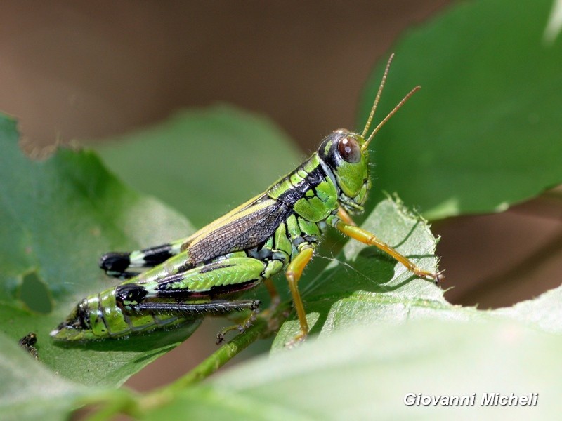Miramella (=Nadigella) formosanta,  Acrididae